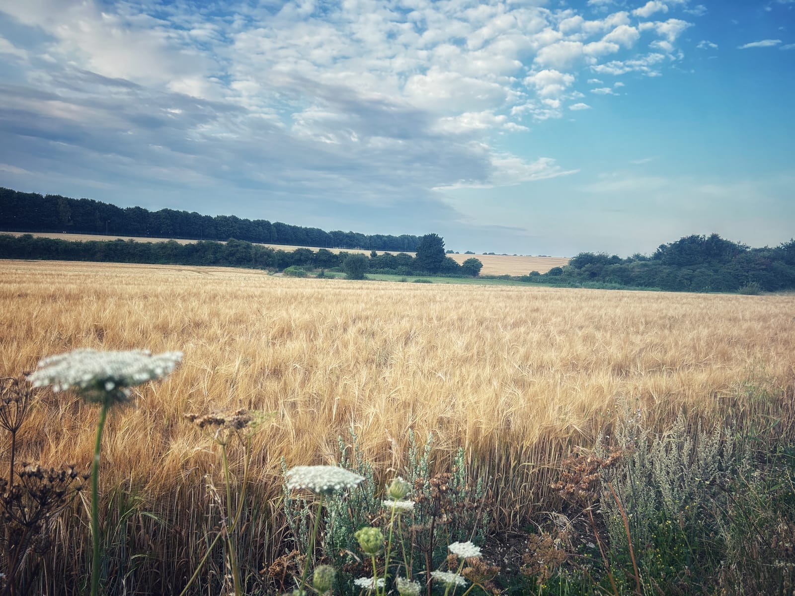 The benefits of bringing nature into your workplace - Biophilic Design - Podcast