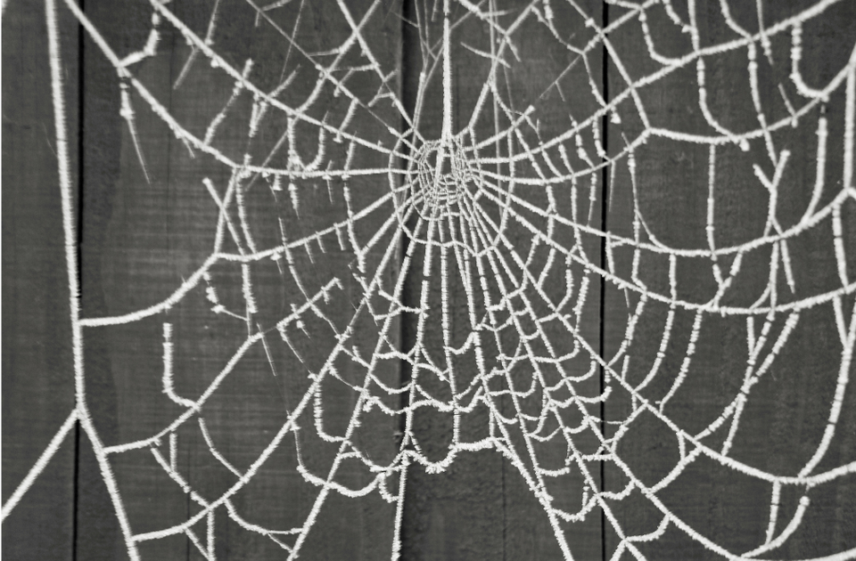 An image of a frozen spider's web