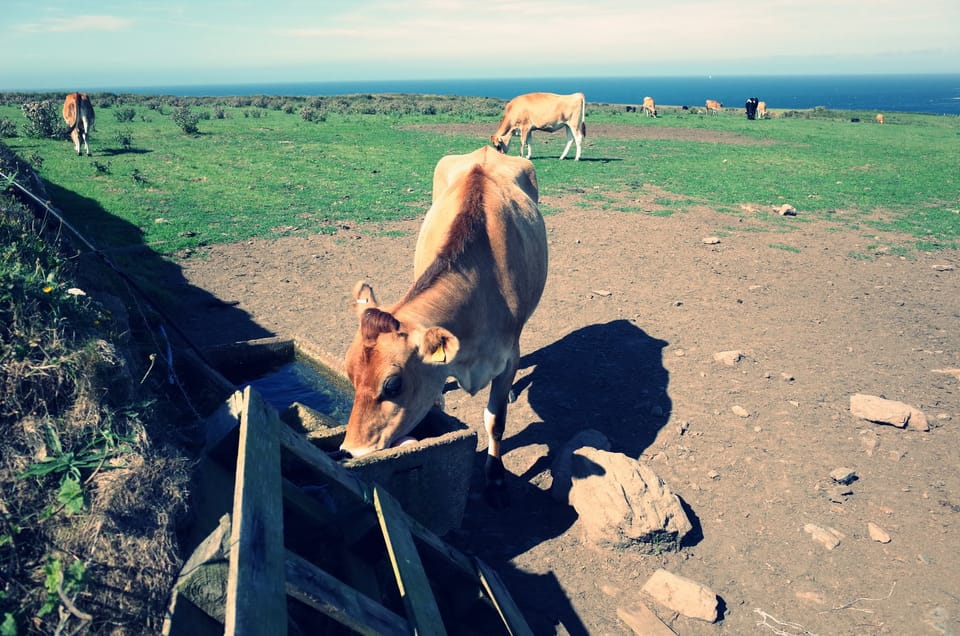 A photograph of some cows representing a lack of agility