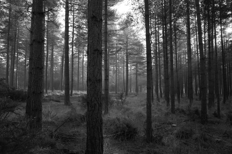 A photograph of some trees in the woods